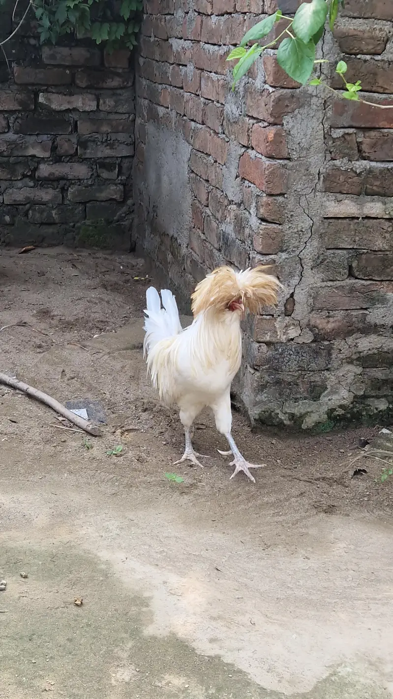 2 Polish Murgay !  Healthy active Male for sale — photo 3