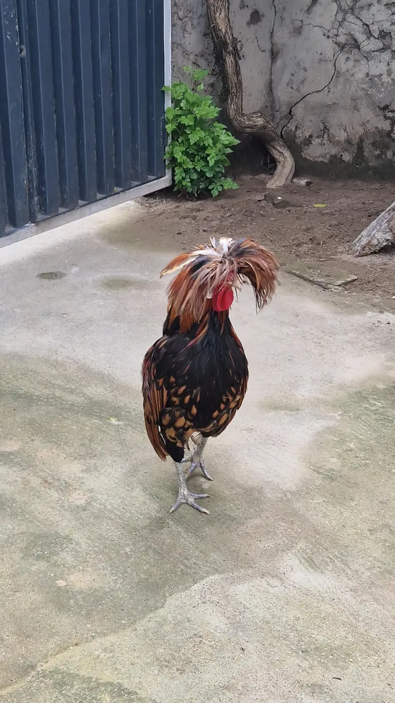 2 Polish Murgay !  Healthy active Male for sale — photo 4