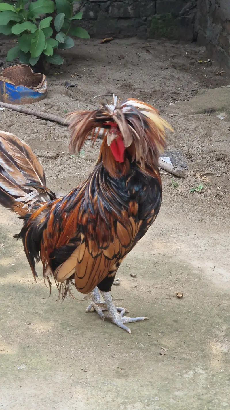 2 Polish Murgay !  Healthy active Male for sale — photo 5