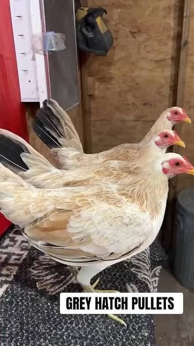 ​​Dandarawi hen / Dandarawi Chicken / ​Dandarawi pathi , patha / eggs