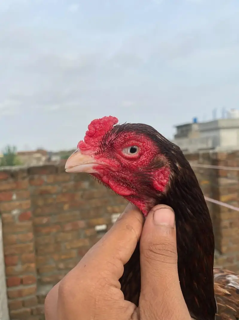 final price 5000 aseel Madi milawali — photo 4
