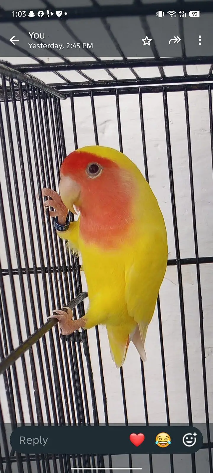 Love bird — photo 2