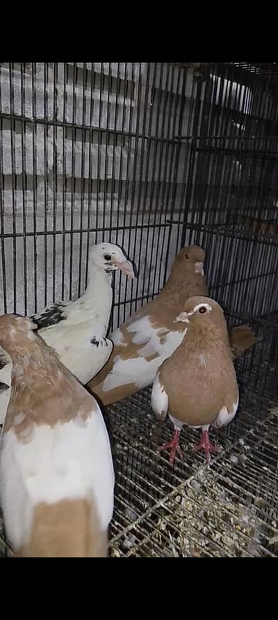 4 breeder piece