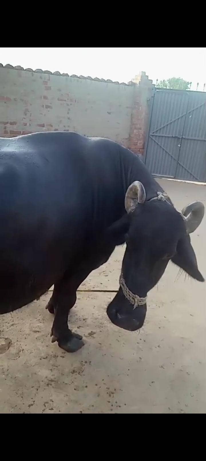 بھینس سونے والی ہے 0