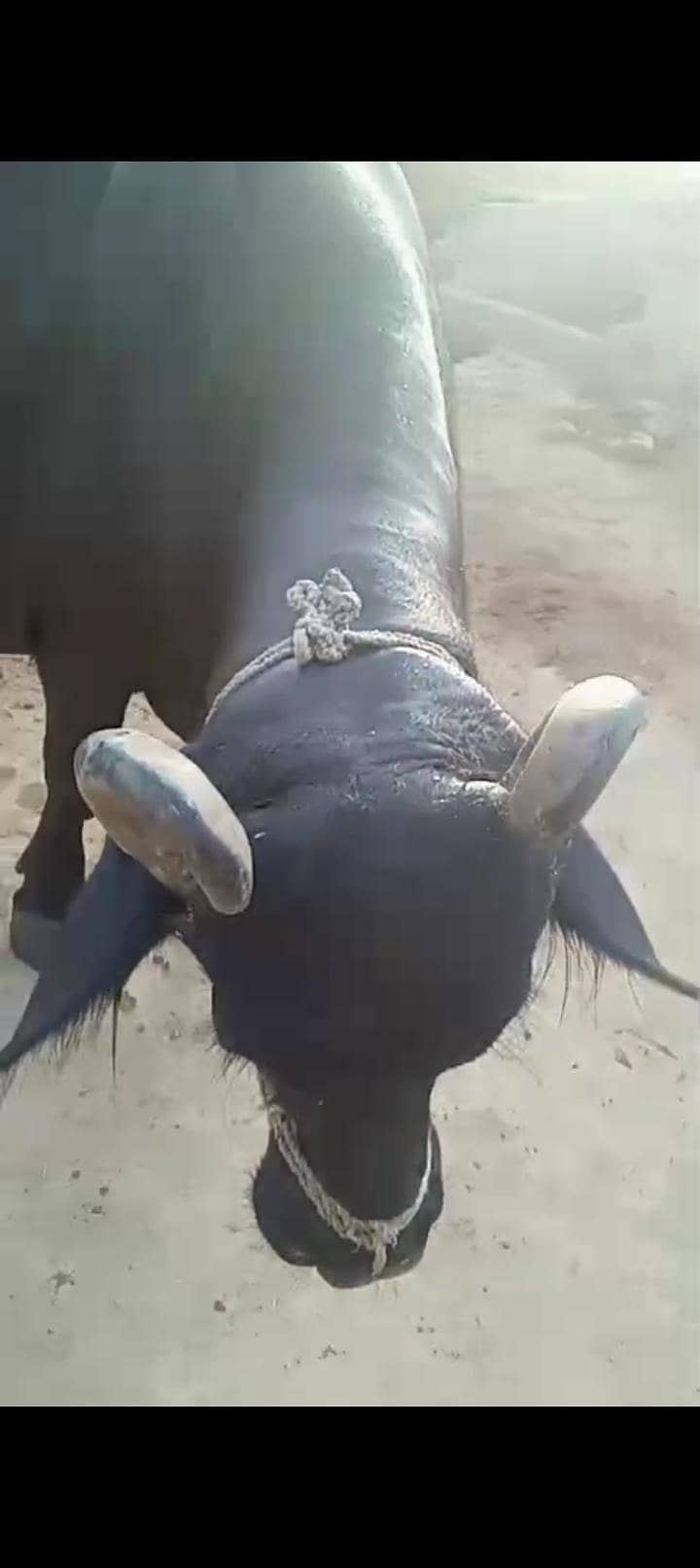 بھینس سونے والی ہے 1