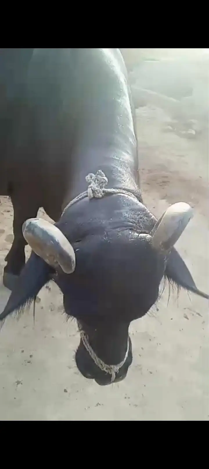 بھینس سونے والی ہے — photo 2