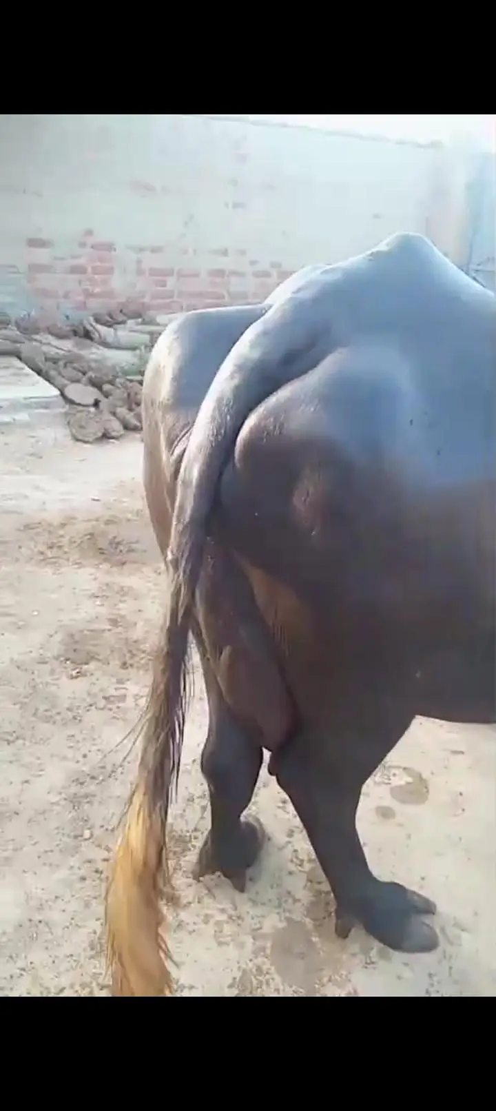 بھینس سونے والی ہے — photo 3