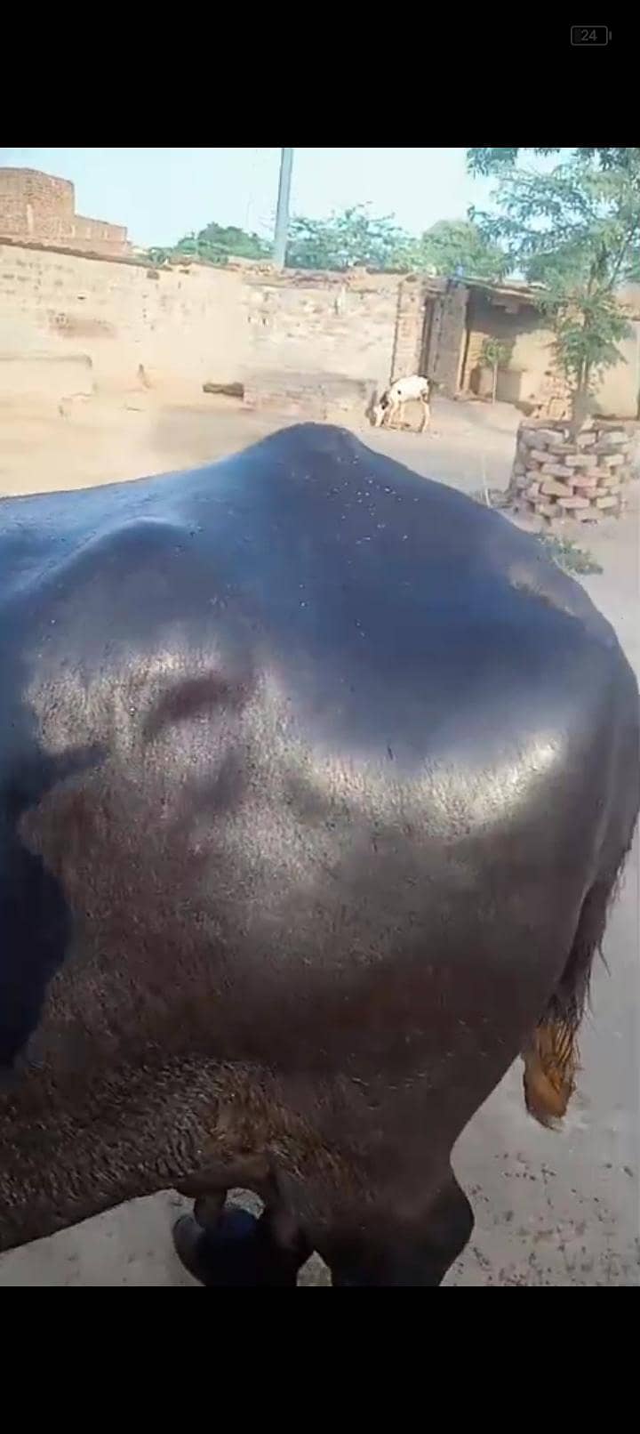 بھینس سونے والی ہے 3