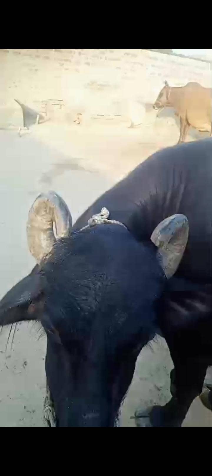 بھینس سونے والی ہے 4