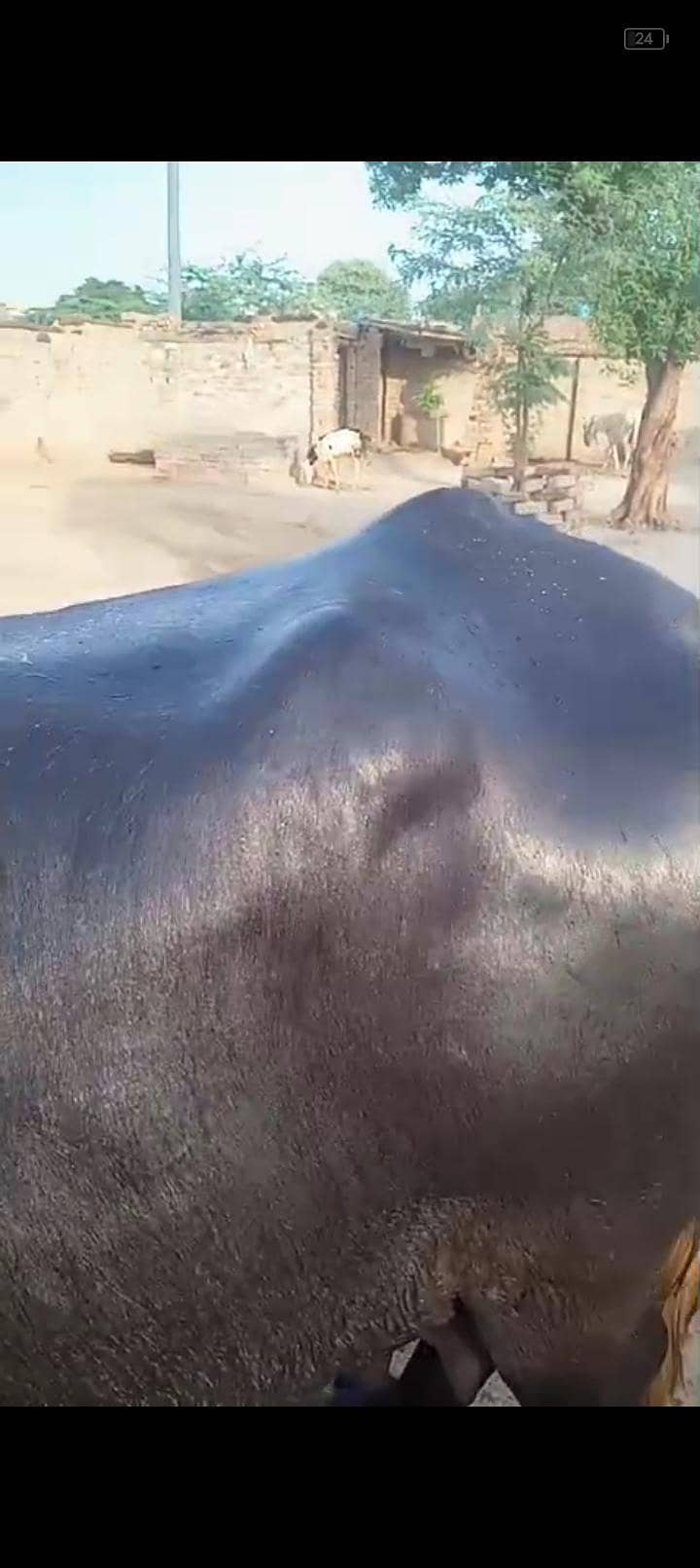 بھینس سونے والی ہے 6
