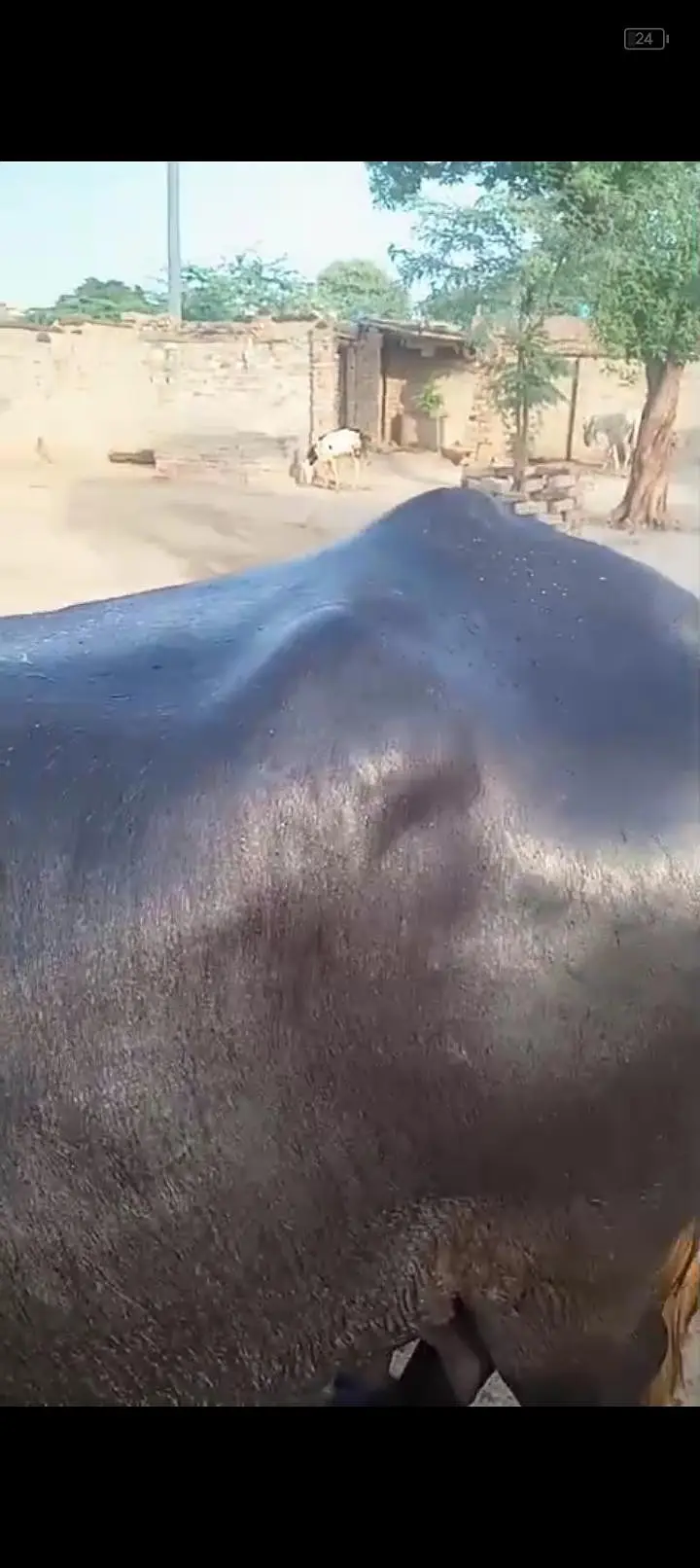 بھینس سونے والی ہے — photo 7