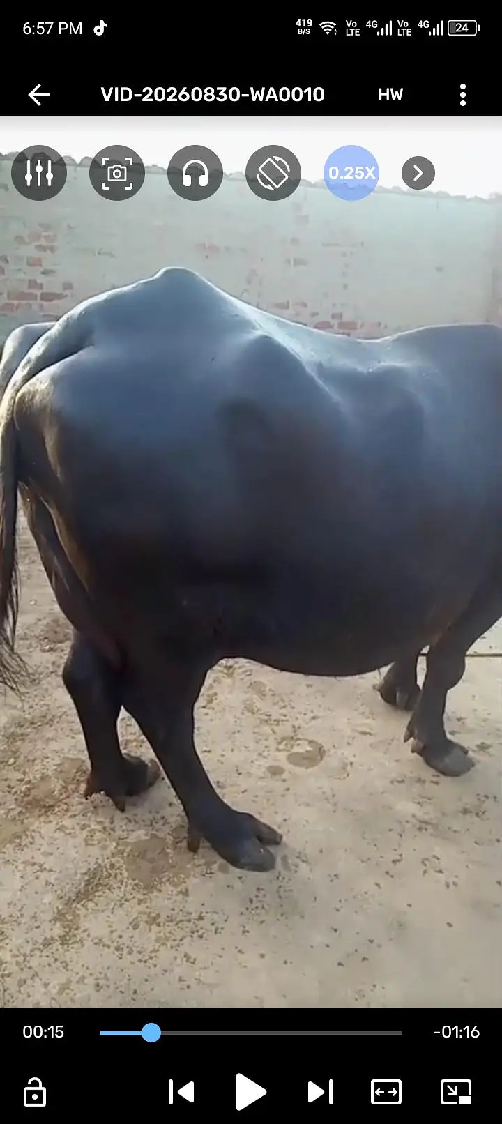بھینس سونے والی ہے — photo 8