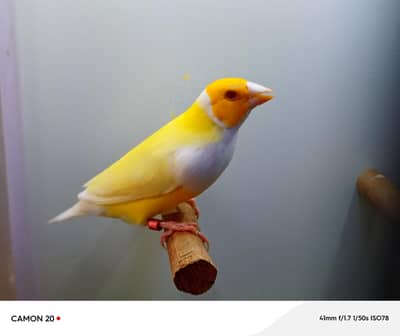 Satin Gouldians & pastel fawn java