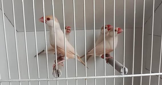 pastel fawn java & Gouldians