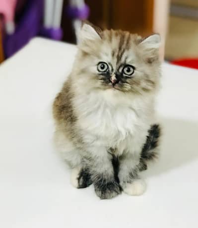 Persian kittens