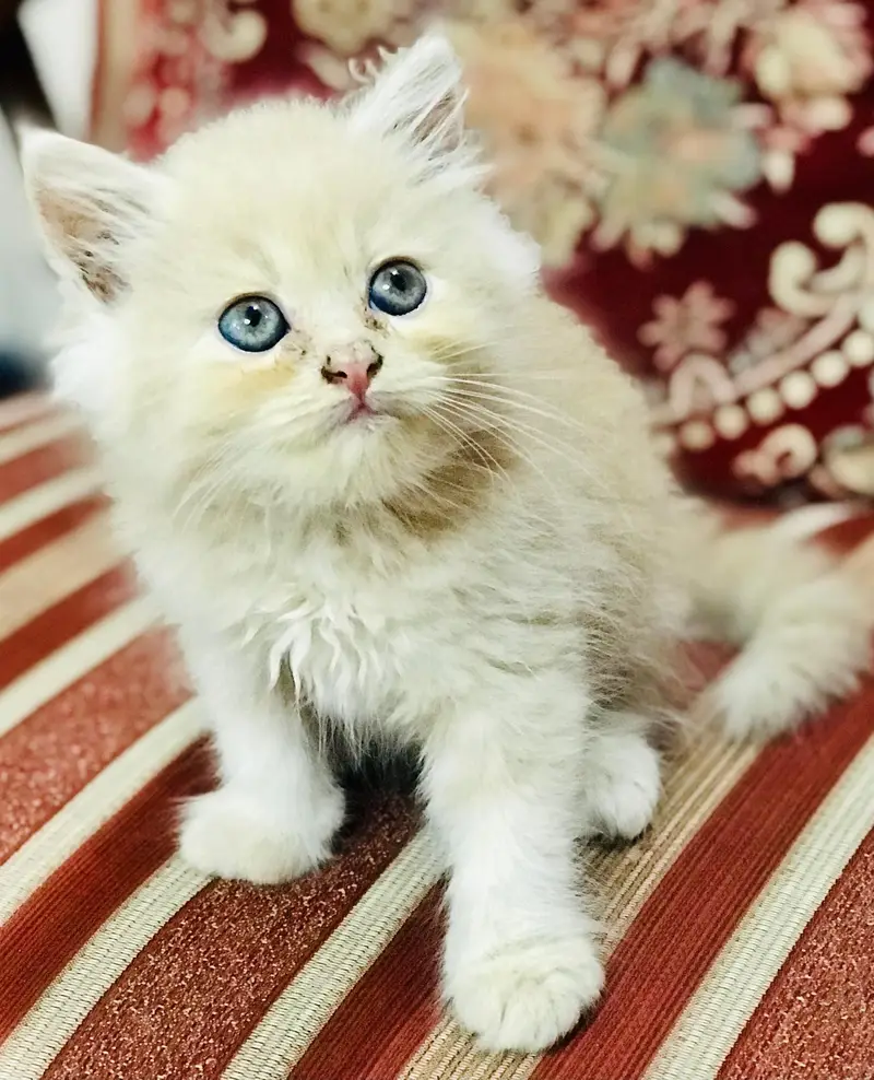 Persian kittens — photo 2