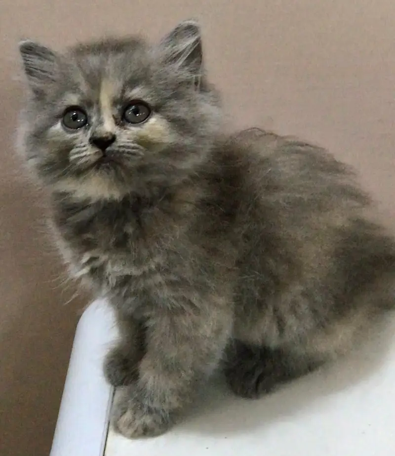 Persian kittens — photo 3