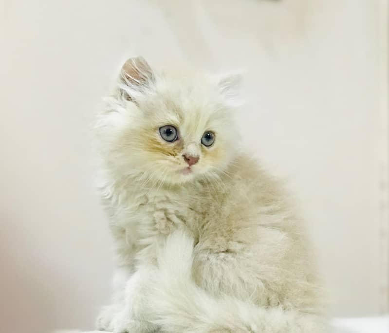 Persian kittens 3