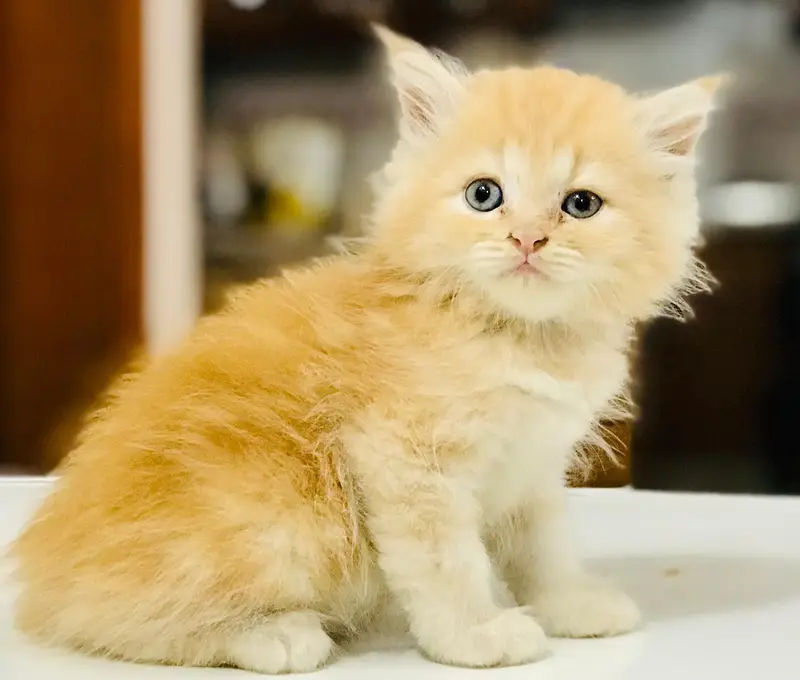 Persian kittens — photo 5