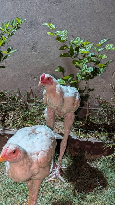For sale aseel Heera pair