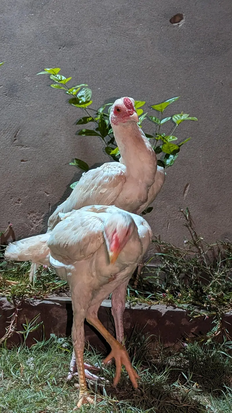 For sale aseel Heera pair — photo 2