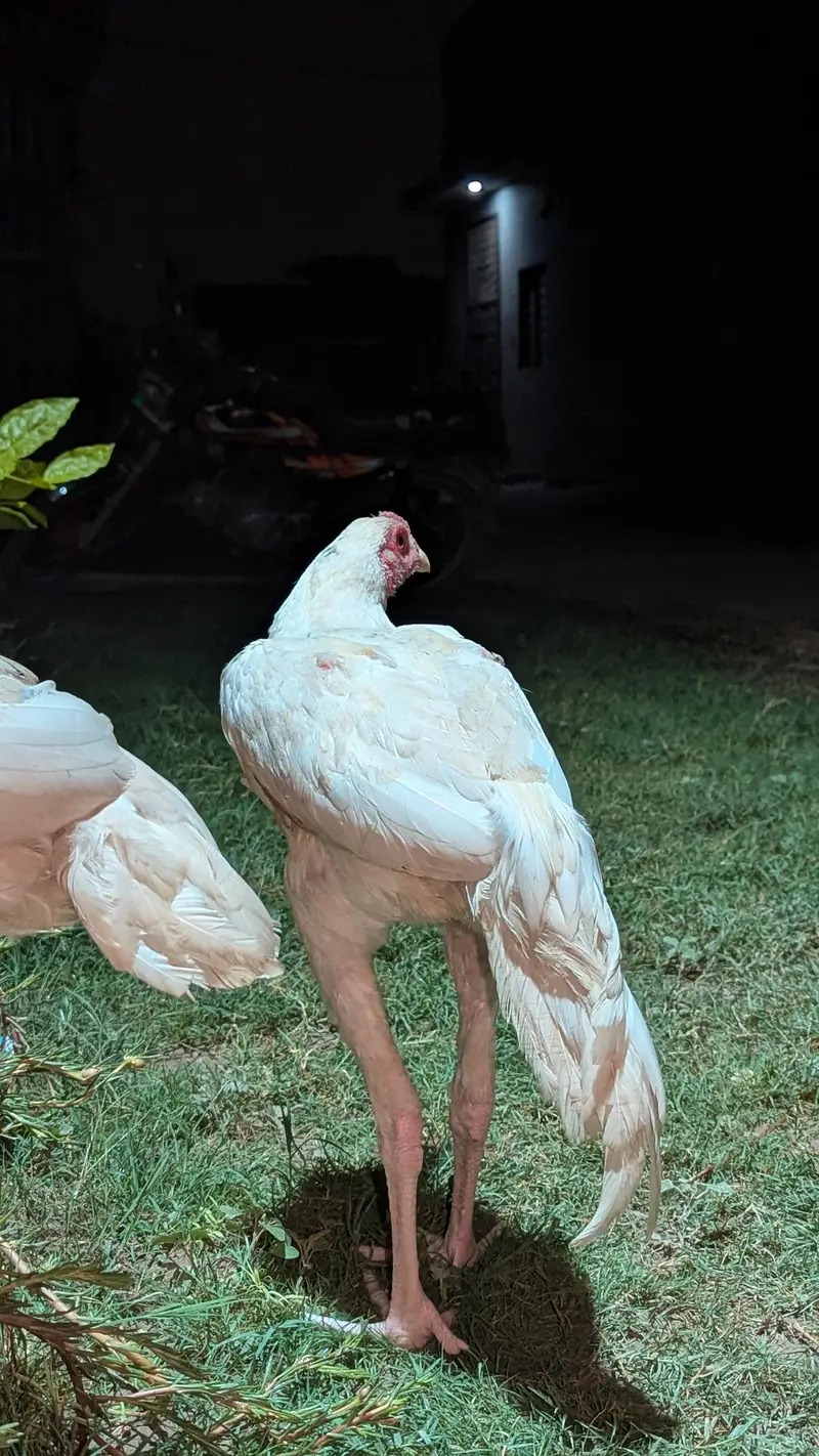 For sale aseel Heera pair — photo 6