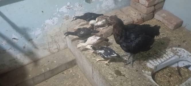 dragon cross hen with 5 chicks