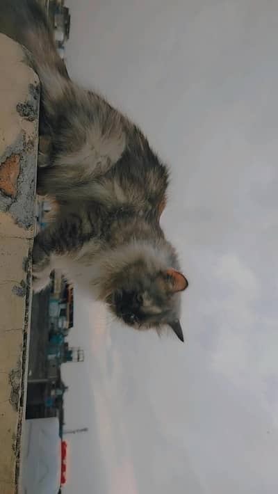 Persian cat triple coat doll face
