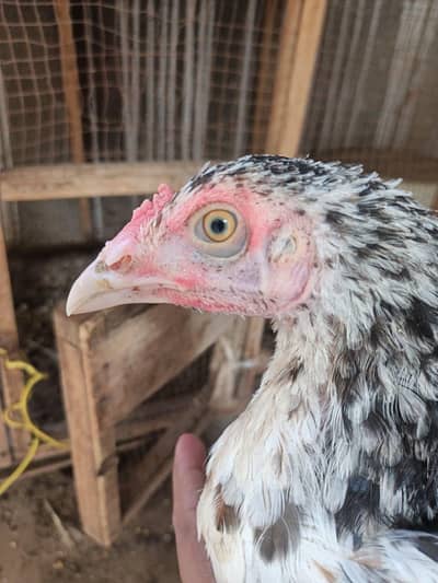 high quality aseel chick