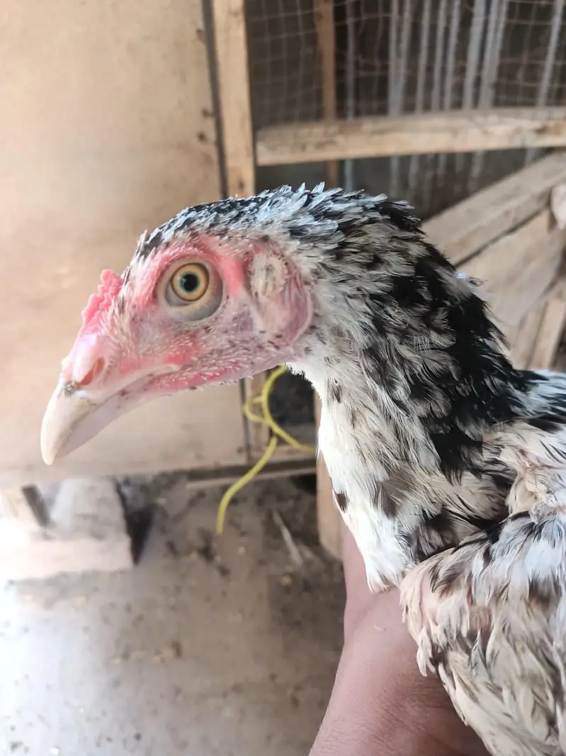 high quality aseel chick — photo 3
