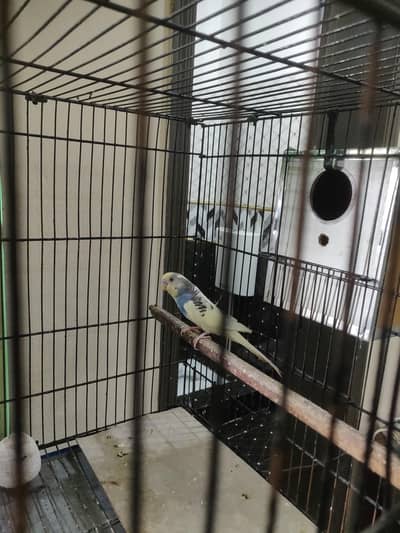 Breeder Pair
