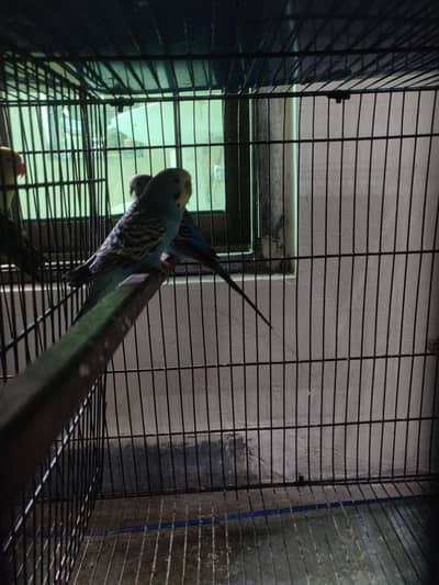 Breeder Pair