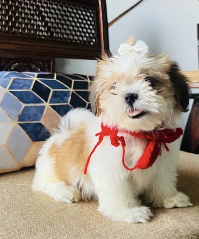 Shihtzu puppies/golden retriever puppies