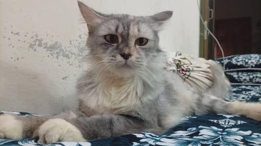 GREY PERSIAN FOR URGENT SALE