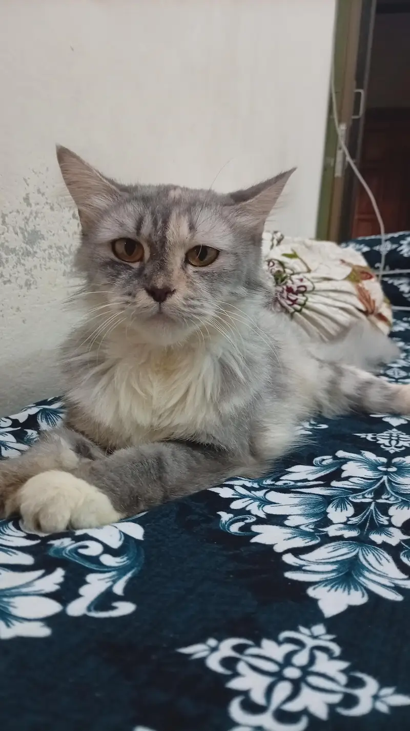 GREY PERSIAN FOR URGENT SALE — photo 2