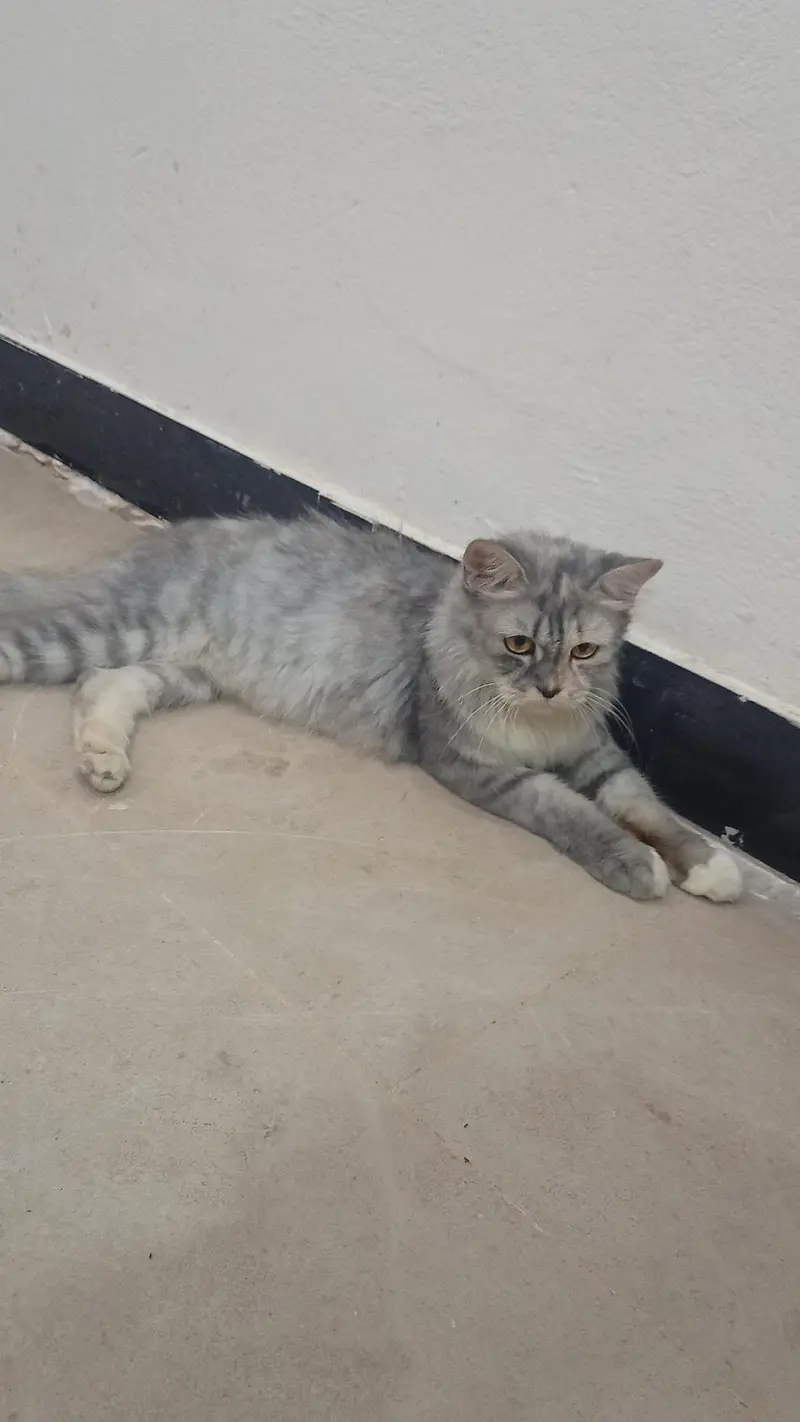 GREY PERSIAN FOR URGENT SALE — photo 3