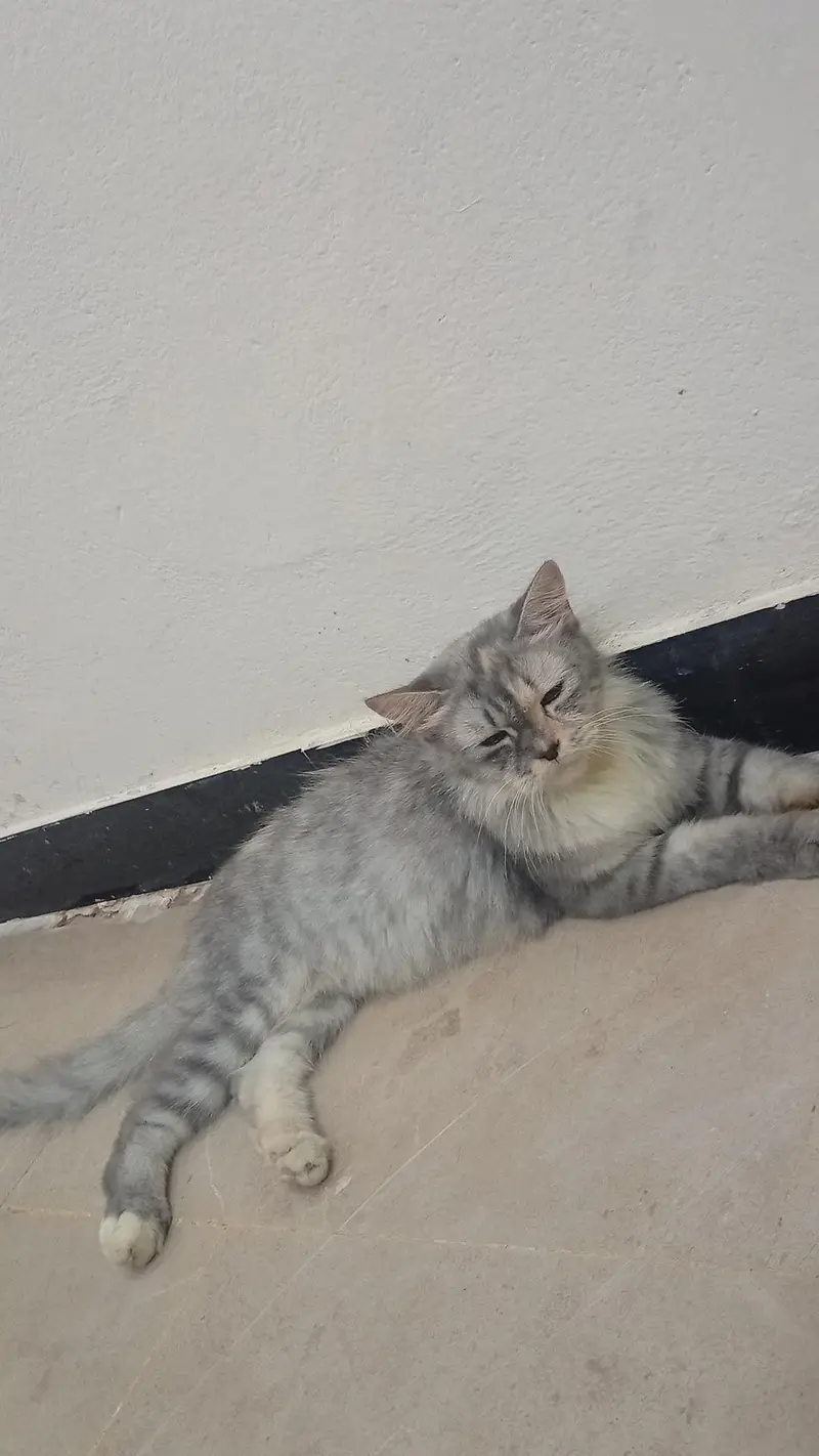 GREY PERSIAN FOR URGENT SALE — photo 4