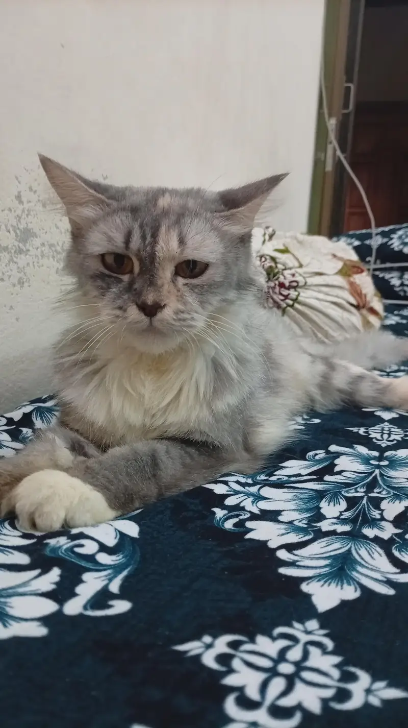 GREY PERSIAN FOR URGENT SALE — photo 5