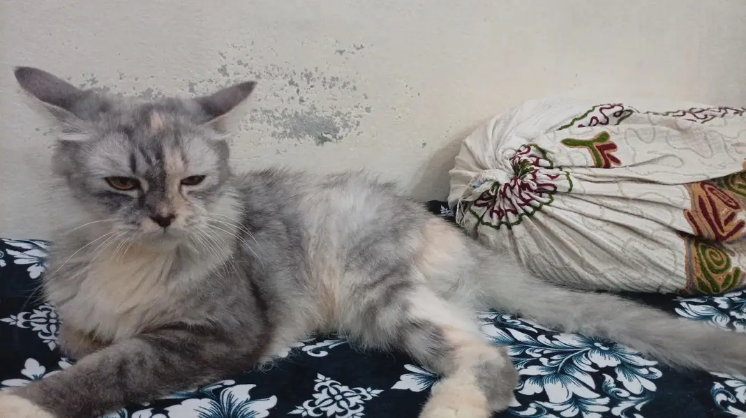GREY PERSIAN FOR URGENT SALE — photo 6