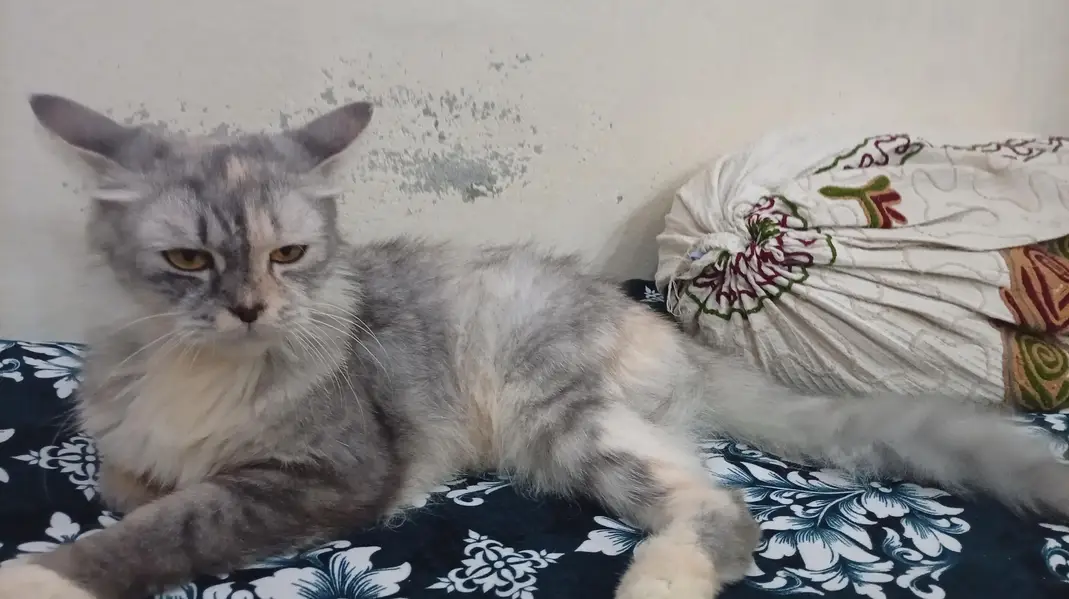 GREY PERSIAN FOR URGENT SALE — photo 7