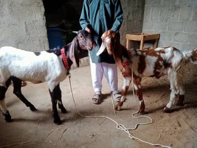 Tapra Bakra for sell