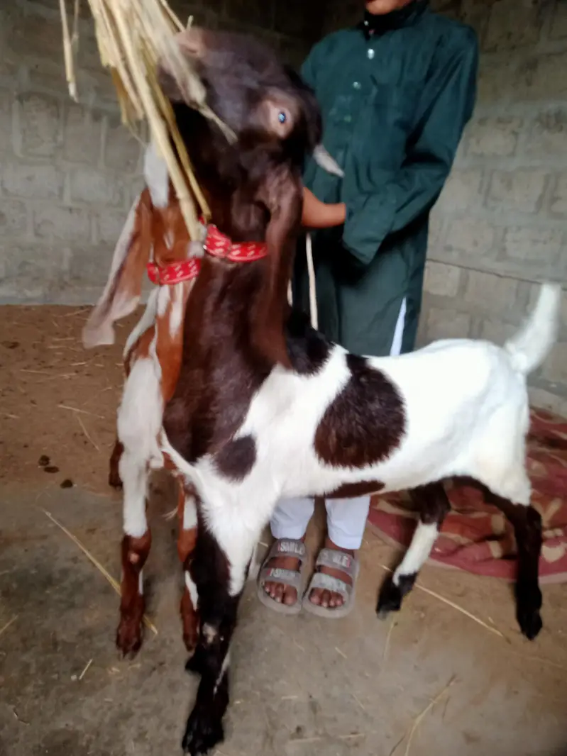 Tapra Bakra for sell — photo 2