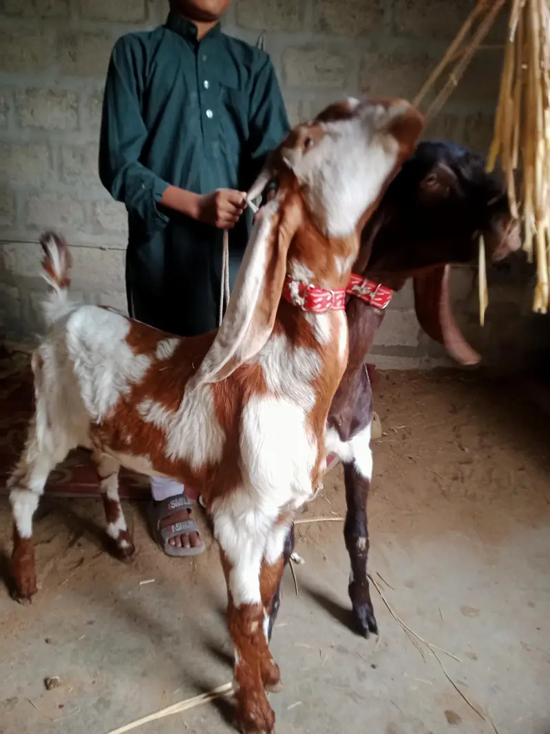 Tapra Bakra for sell — photo 3