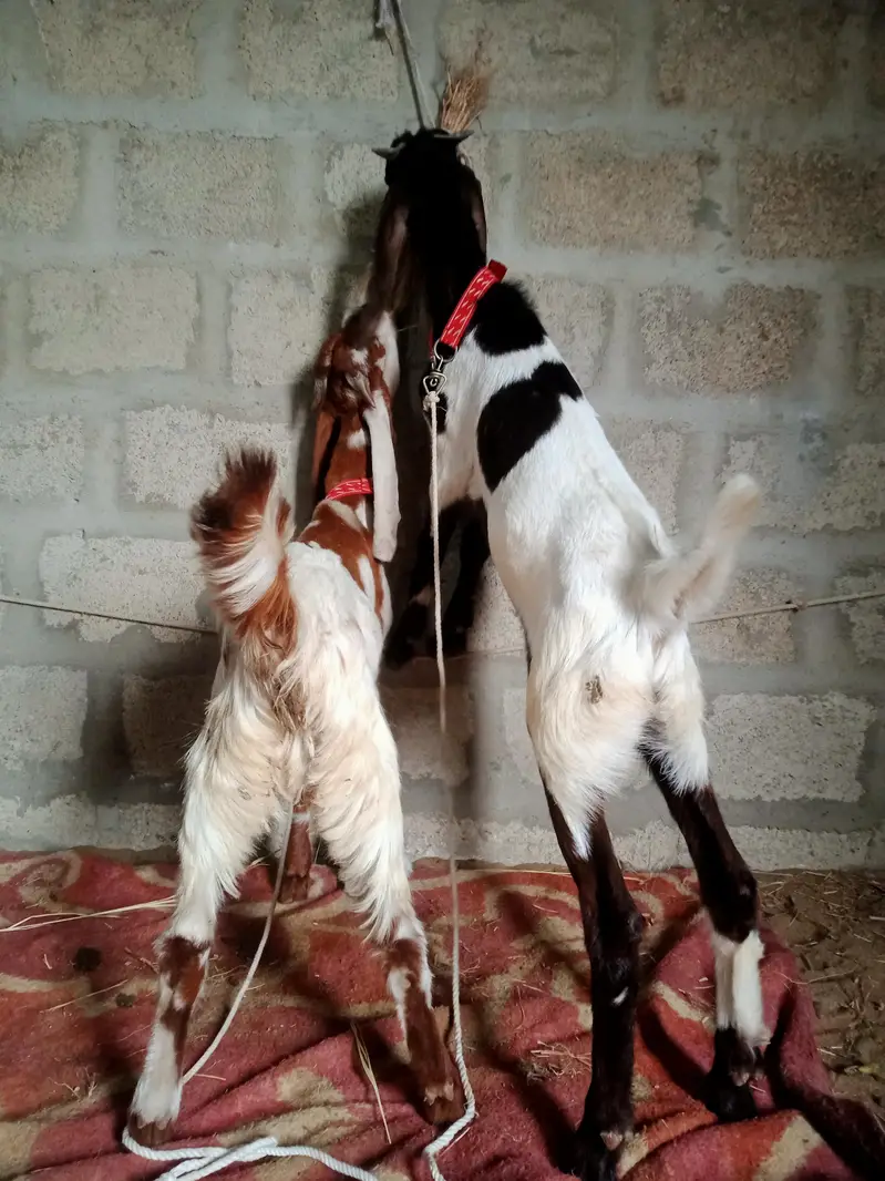 Tapra Bakra for sell — photo 4
