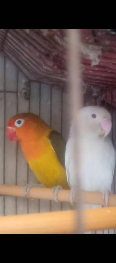 Big pair