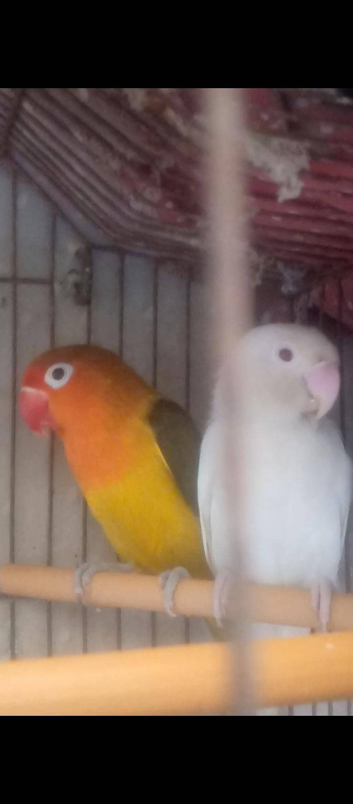 Big pair 0