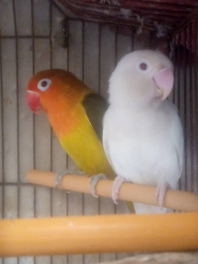 Big pair 1