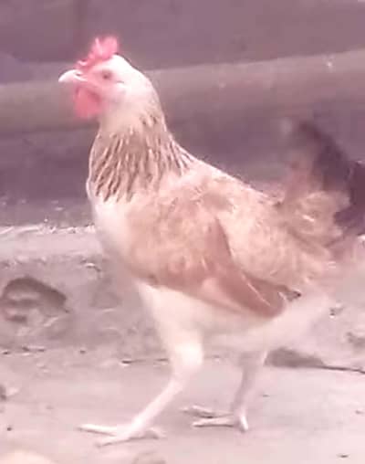 ​​Dandarawi hen / Dandarawi Chicken / ​Dandarawi pathi , patha / eggs
