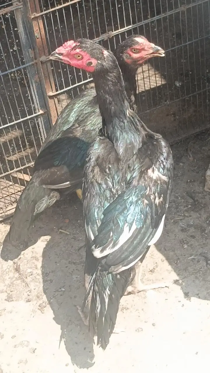 Aseel total 3 ha full black colour — photo 2