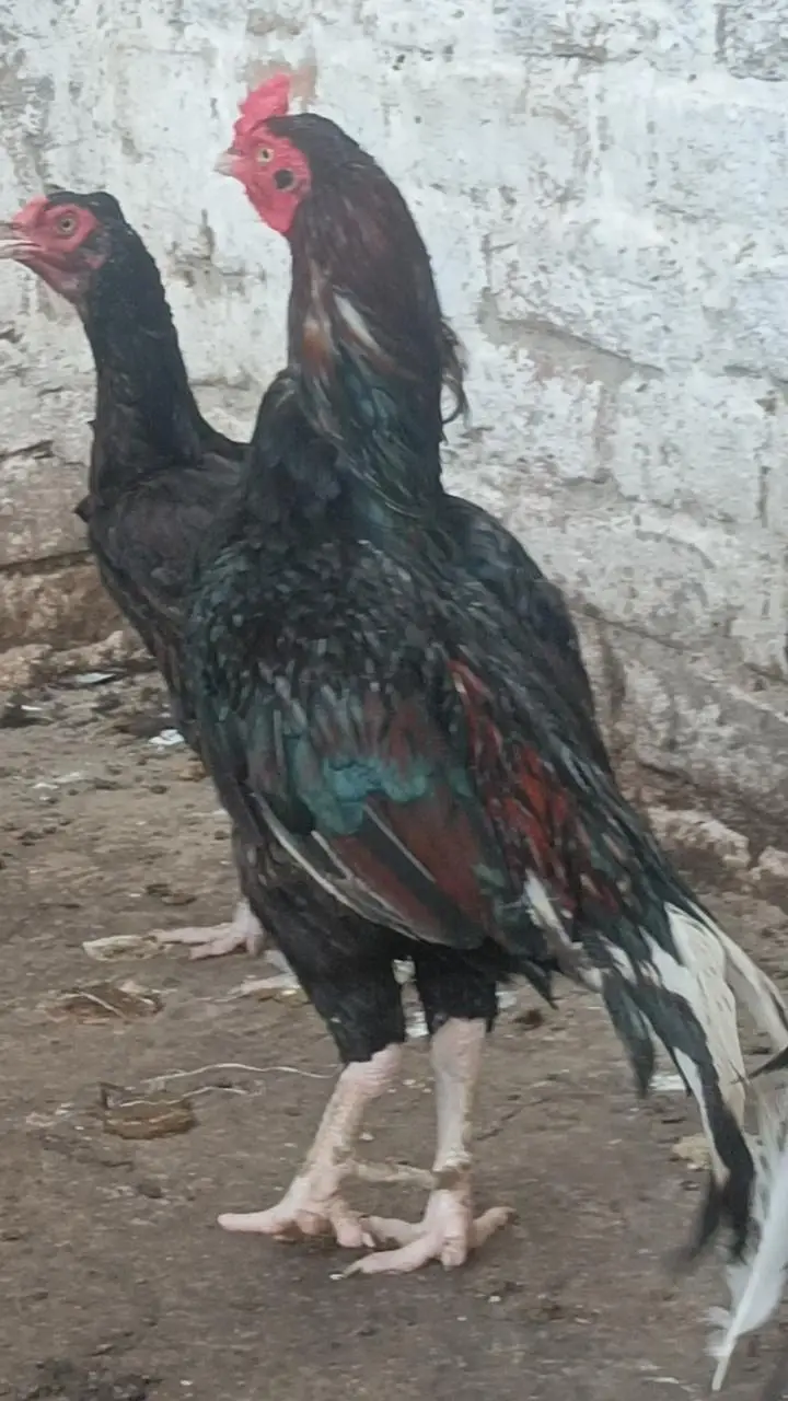 Aseel total 3 ha full black colour — photo 4